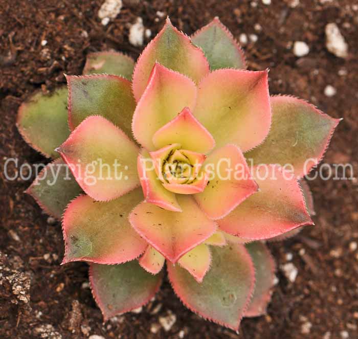 PGC-P-Sempervivum-Kiwi-2010-002