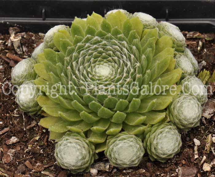 PGC-P-Sempervivum-White-Ladies-2010-001