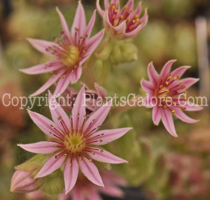 PGC-P-Sempervivum-Zilver-Skrockii-001