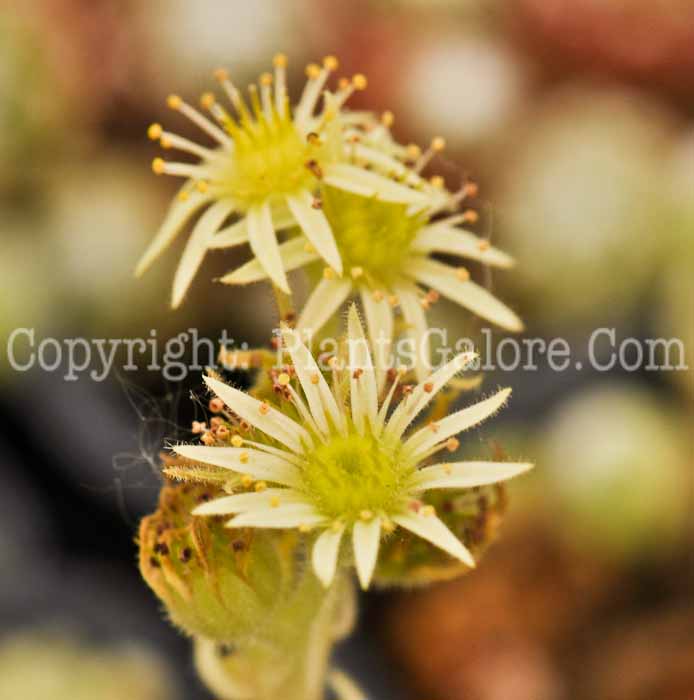 PGC-P-Sempervivum-Pseudo-androsace-001