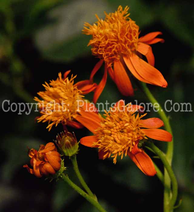 PGC-A-Senecio-confusus-2011-03