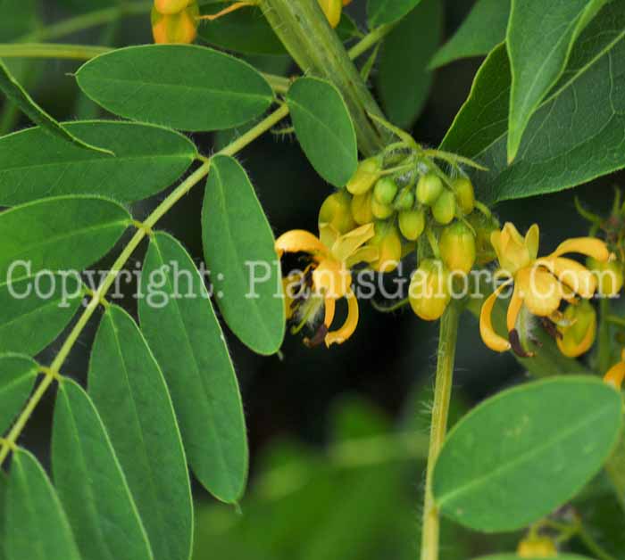 PGC-S-Senna-hebecarpa-Wild-Senna-01