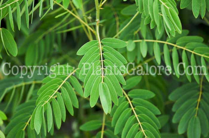 PGC-S-Senna-hebecarpa-Wild-Senna-03