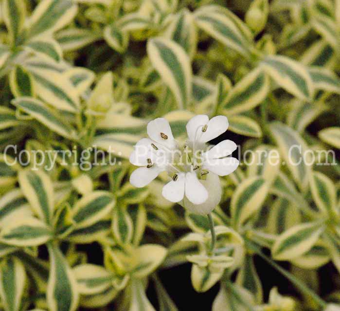 PGC-P-Silene-Druetts-Variegated-2011-01