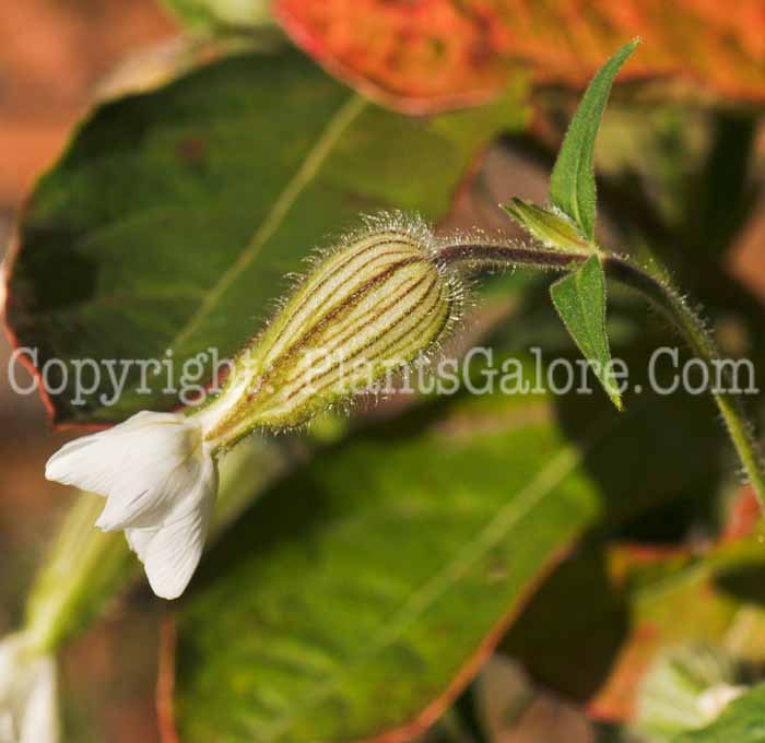 PGC-P-Silene-latifolia-59x3x-2010-002