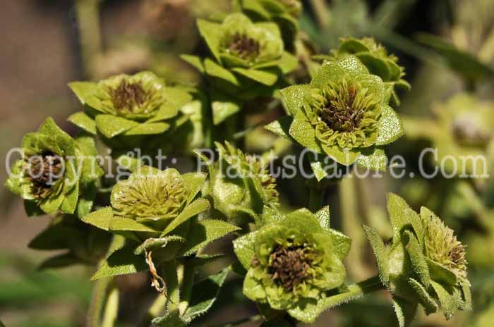 PGC-P-Silphium-integrifolium-aka-Rosinweed-2