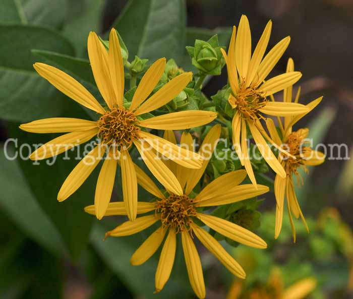 PGC-P-Silphium-integrifolium-aka-Rosinweed-3