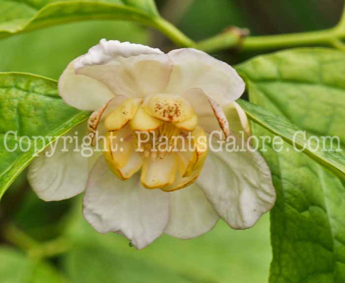 PGC-S-Sinocalycanthus-chinensis-2011-Arrowhead-002