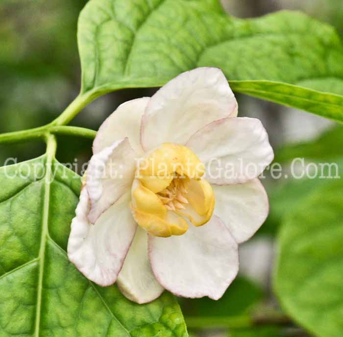 PGC-S-Sinocalycanthus-chinensis-2011-Arrowhead-003