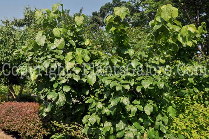 PGC-S-Sinocalycanthus-chinensis-2012-1-1