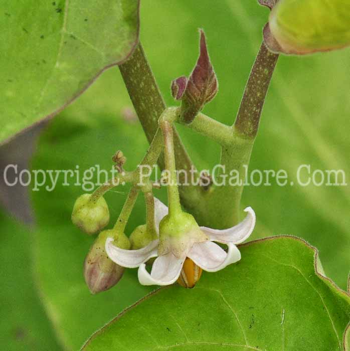 PGC-A-Solanum-betaceum-aka-Tamarillo-0613-1