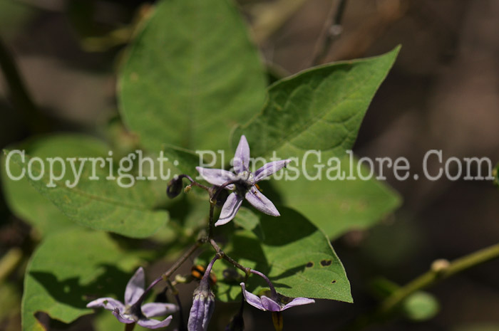 PGC-P-Solanum-dulcamara-aka-Deadly-Nightshade-5