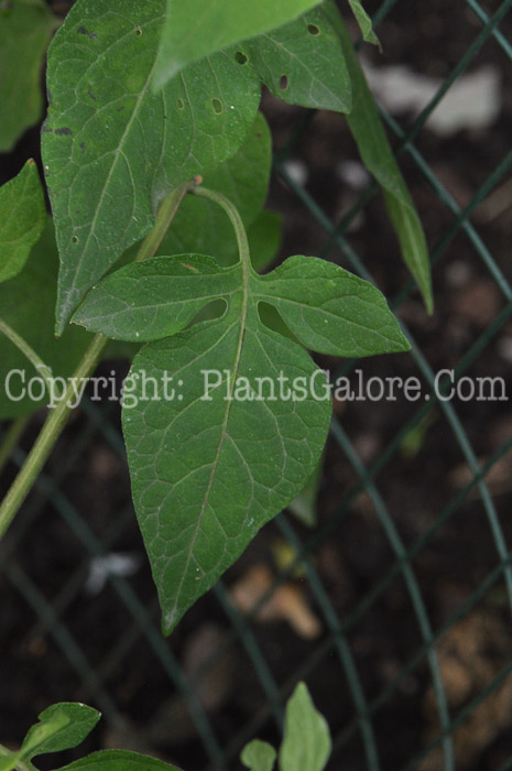 PGC-P-Solanum-dulcamara-aka-Deadly-Nightshade-8