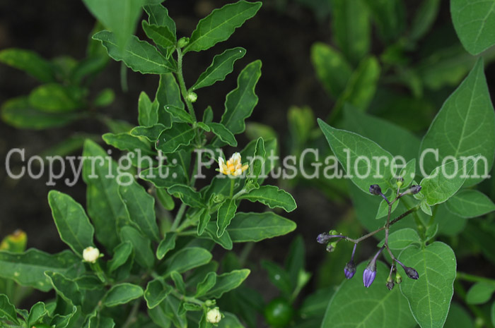 PGC-P-Solanum-pseudocapsicum-aka-Jerusalem-Cherry-5