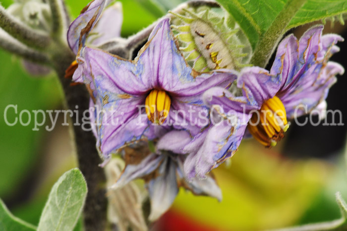 PGC-P-Solanum-quitoense-aka-Naranjilla-1