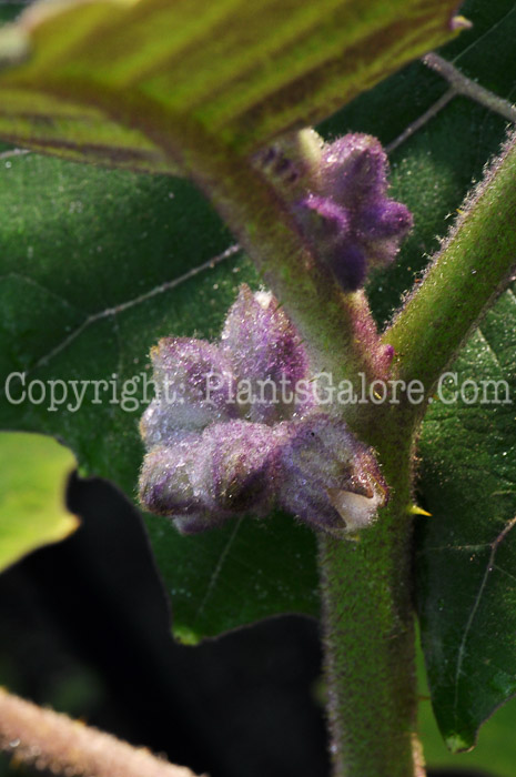 PGC-P-Solanum-quitoense-aka-Naranjilla-11