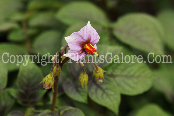 PGC-P-Solanum-quitoense-aka-Naranjilla-5