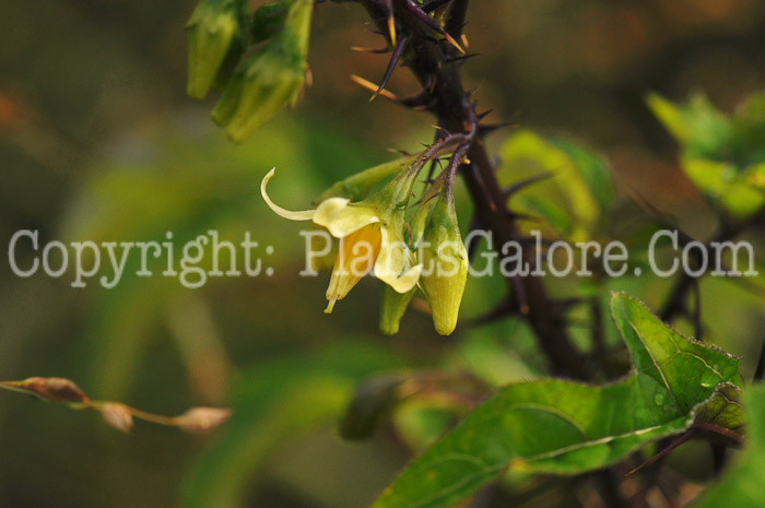 PGC-P-Solanum-quitoense-aka-Naranjilla-7