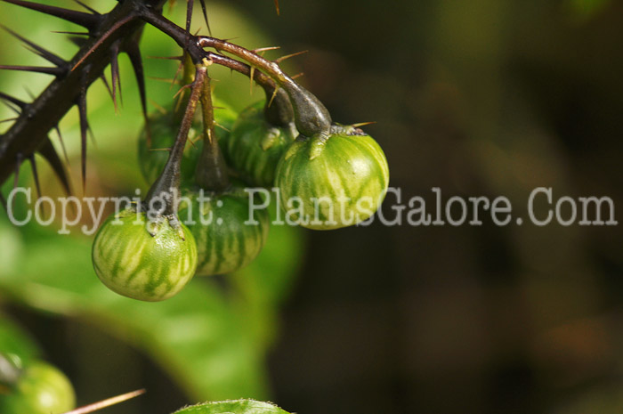 PGC-P-Solanum-quitoense-aka-Naranjilla-8