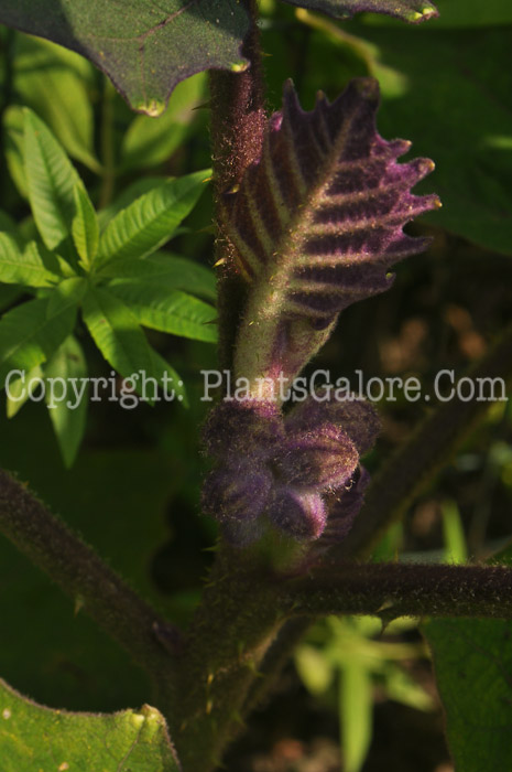 PGC-P-Solanum-quitoense-aka-Naranjilla-9