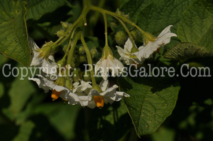 PGC-P-Solanum-tuberosum-aka-Potato-1