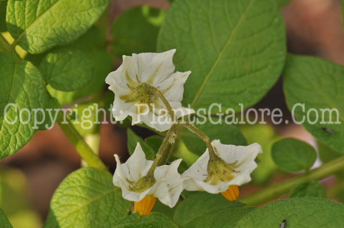 PGC-P-Solanum-tuberosum-aka-Potato-4