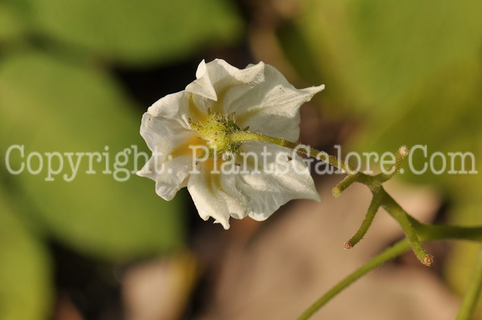 PGC-P-Solanum-tuberosum-aka-Potato-5