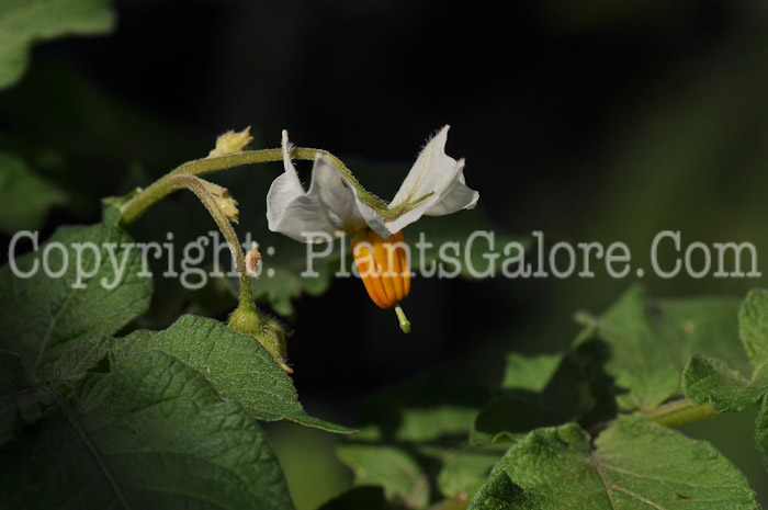 PGC-P-Solanum-tuberosum-aka-Potato-7