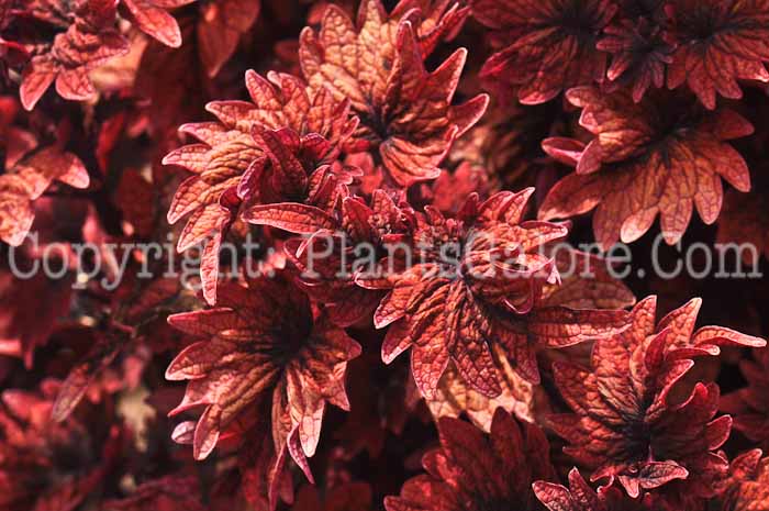 PGC-A-Coleus-Smallwood-Driveway-2010-003