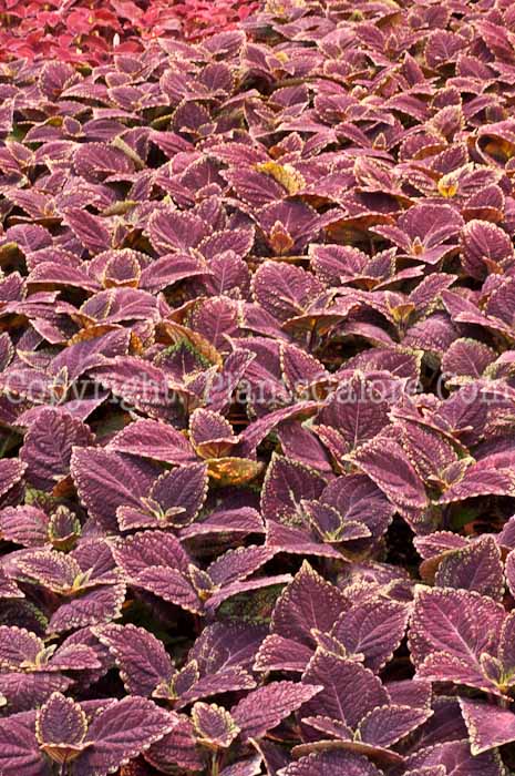 PGC-A-Coleus-Solar-Sunrise-0514b-1