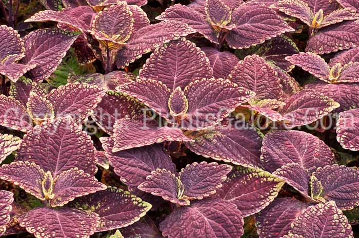 PGC-A-Coleus-Solar-Sunrise-0514b-4