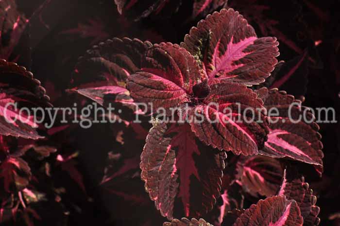 PGC-A-Coleus-Stained-Glass-2010-001