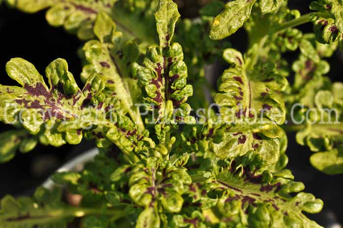 PGC-A-Coleus-Swallowtail-2010-001