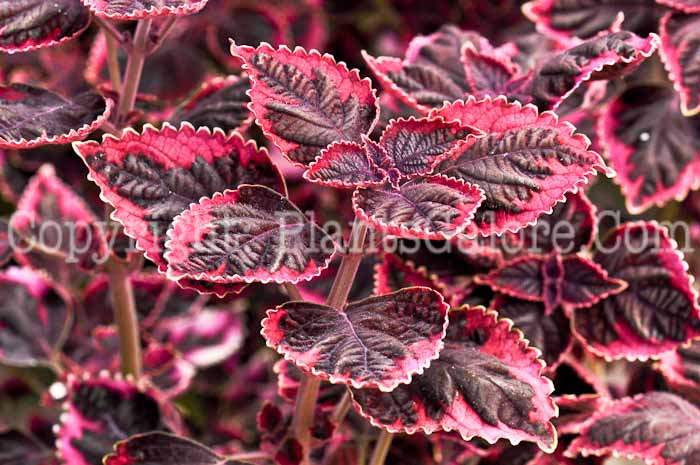 PGC-A-Coleus-Trailling-Plum-2010-001