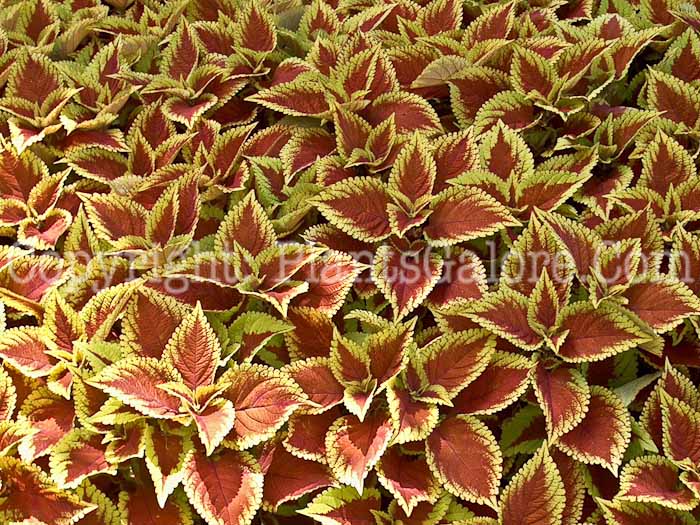 PGC-A-Coleus-Trusty-Rusty-2010-001