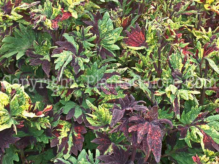 PGC-A-Coleus-Twist-and-Twirl-01