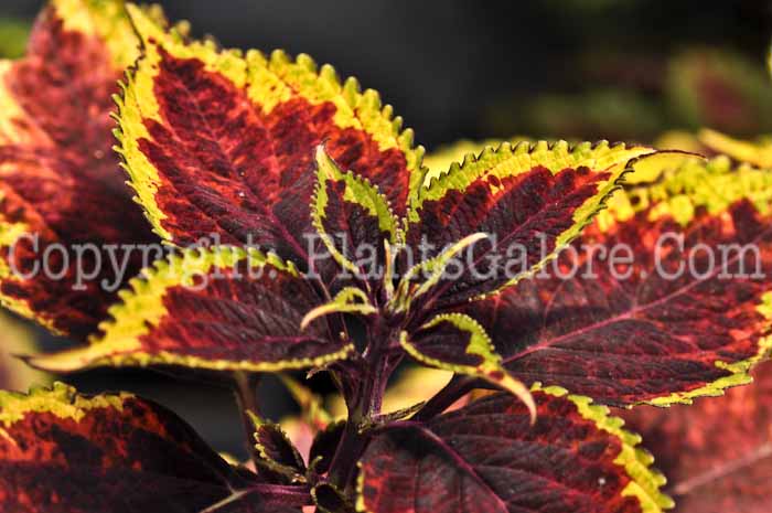 PGC-A-Coleus-Walter-Turner-2010-001