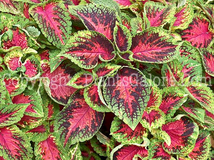 PGC-A-Coleus-Watermelon-2010-001