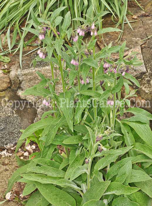 PGC-P-Symphytum-comfrey-aka-Comfrey-1