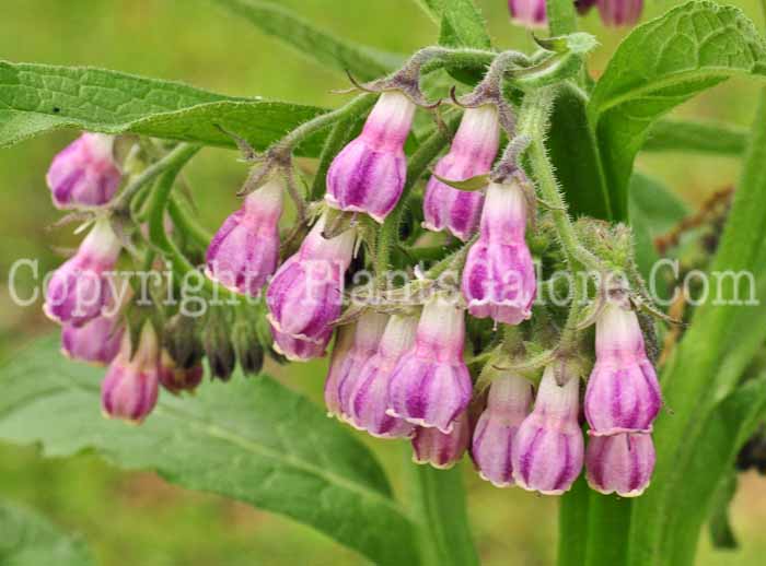 PGC-P-Symphytum-officinale-aka-Comfrey-1