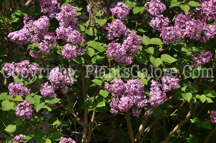 PGC-S-Syringa-vulgaris-2011-03