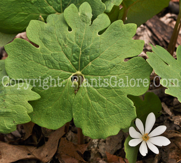 PGC-P-Sanguinaria-canadensis-aka-Bloodroot-5