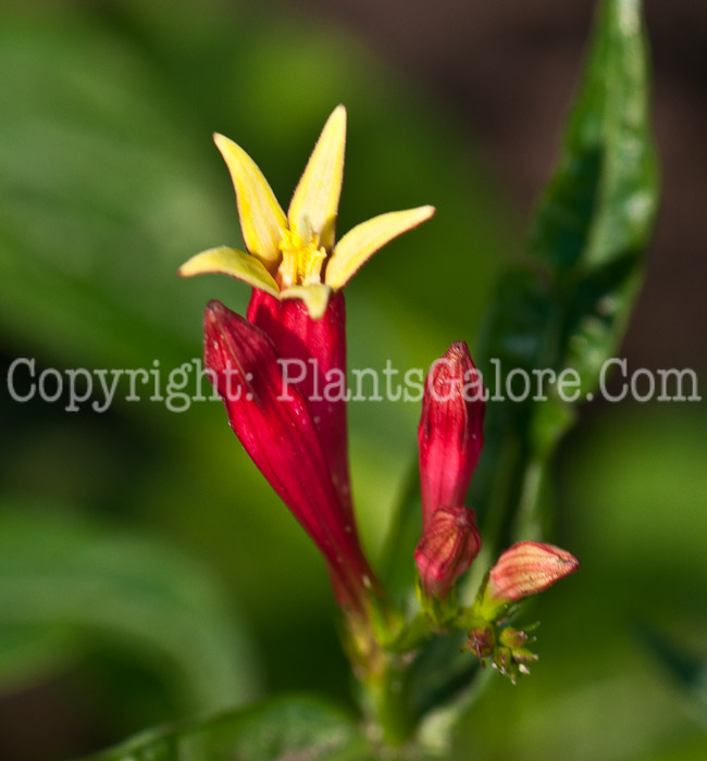 PGC-P-Spigelia-marilandica-aka-Pinkroot-0614-1