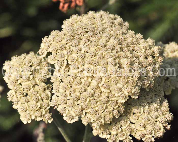 PGC-P-Achillea-Anthea-aka-Yarrow-613-2