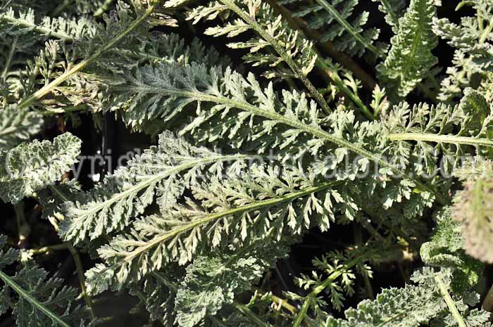 PGC-P-Achillea-Anthea-aka-Yarrow-613-5