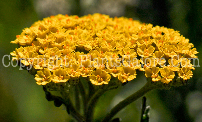 PGC-P-Achillea-millefolium-Moonshine-2010-001