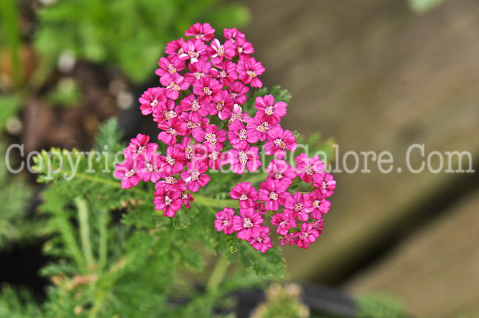 PGC-P-Achillea-millefolium-Pretty-Belinda-1