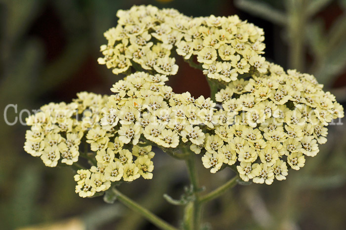 PGC-P-Achillea-millifolium-Anbio-1