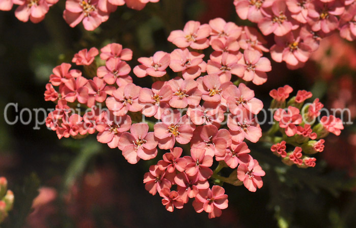 PGC-P-Achillea-millifolium-Apricot-Delight-2