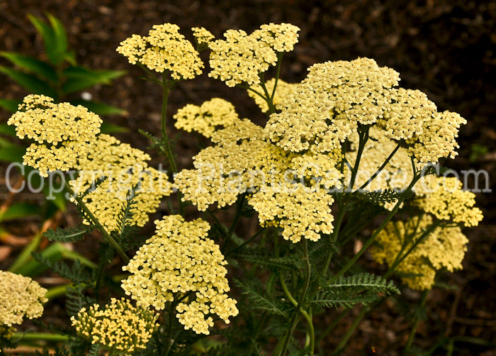 PGC-P-Achillea-millifolium-Credo-1